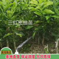 求购红心蜜柚苗