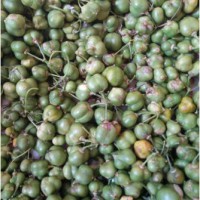 求购红花黄精种子500公斤，要求基地现采