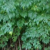 求购地径2.5公分的栾树袋苗2000棵