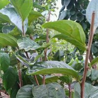 求购甜脆柿子杯苗，嫁接口以上1公分，数量要7000棵