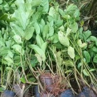求购川佛手干片10吨