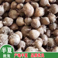 求购半夏，硫1500内，水分13%.选虎掌异形，其他达药典标准，数量61吨