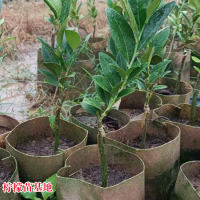 求购柠檬树头，不分品种，带土球