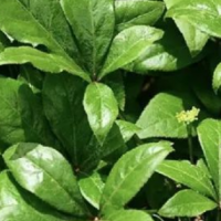求购五加皮500kg，要求切0.6段，符合药典检测