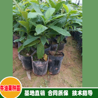 求购桂垦牛油果苗，头径一公分起，嫁接口30公分起杯苗，数量20000棵