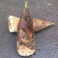 求购甜竹笋苗