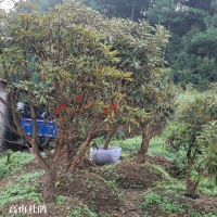 ?求购紫花槐，高山杜鹃，樱花苗，高50小苗