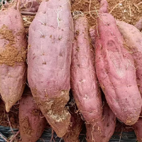 大量求购红皮红薯