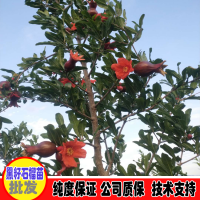 求购一颗米经50公分的石榴树