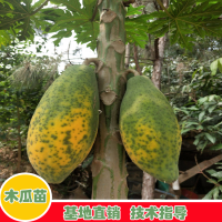 求购黄金木瓜杯苗，20000棵