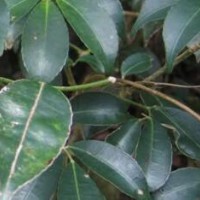 大量求购山香圆叶果实