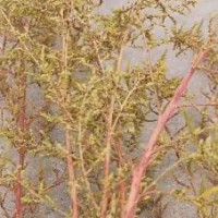 求购臭草籽，过1mm筛网，杂质在1%以内，全干用带内膜的编织袋包装