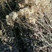 大量求购野生返魂草