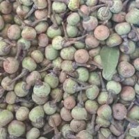 大量收购荷树籽