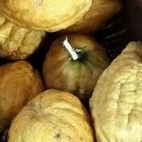 求购香橼鲜果