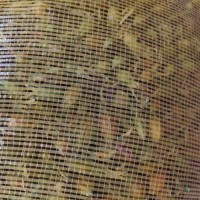 大量求购黄栀子