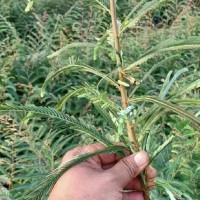 ?求购高25分橄榄苗小苗