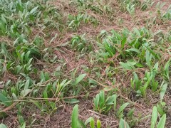 会泽县思农种植有限公司◆川贝母苗◆白芨◆黄精种子种苗◆白芨苗直播苗