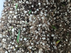 川贝母苗图片◆白芨◆黄精种子种苗◆白芨苗直播苗
