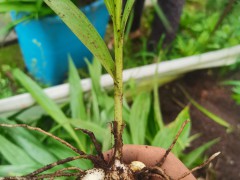 白芨苗图片     红白芨苗图片     白芨大苗图片