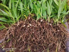 栽培白芨苗视频    种植白芨苗视频    组培白芨苗视频
