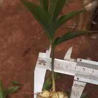 黄精种苗贵州黔西南布依族苗族自治州晴隆县0.49元/株