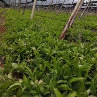 白芨苗 白芨苗价格 白芨苗批发 白芨苗图片 白芨苗多少钱一斤？