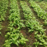 白芨苗 白芨苗价格 白芨苗批发 白芨苗图片