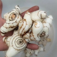 贵州白芨苗 白芨炼苗 出售白芨苗