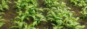 普洱白芨苗 重庆白芨苗 恩施白芨苗 成都白芨苗