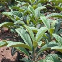 求购裸根嫁接枇杷苗50高，数量5000颗