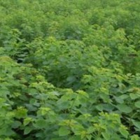求购乌桕高9米，冠7-8米，香橼高6米，冠4-5米
