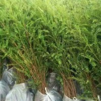 求购红豆杉80分以上货