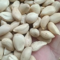 枳壳种子最后500斤有看上的便宜处理