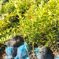 求购金森中统4000棵，高度50左右