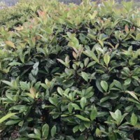 ?求购杜英10~12，海棠7~8，华东茶1.5米，红枫6~7，红叶石楠球1米