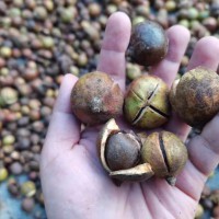 大量求购油茶果