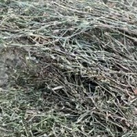 ?大量收购野生白花蛇舌草