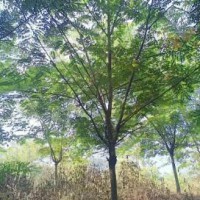求购全冠的一批12公分粉花三扁豆数量108棵