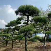 ?求购黑松高4米，冠3,5米2株