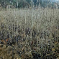 求购樱桃地苗地经公分，数量100000棵，要云南货