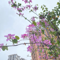 紧急求购米径5公分袋苗，红花紫荆，宫粉紫，洋蹄甲钾1