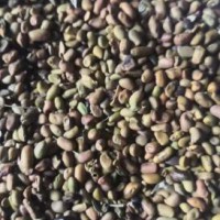 求购纯新柠条种籽数量1吨