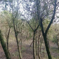 ?求购18分全冠四照花熟苗