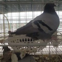 求购肉鸽