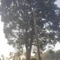 ?求购40公分以上大树常用绿化苗木1000颗