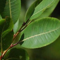 求购《枫杨》别名青钱柳高度1~1.2米，《甜叶菊》25~30分高度