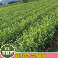丽江雪桃多少一斤 丽江雪桃水果 丽江雪桃国宴礼盒