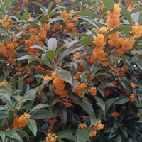 求购16杯小桂花高1.2米500株
