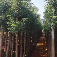 求购胸径香樟树12公分，高度8米，冠幅2.5米分支2米左右，数量750棵